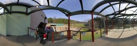 Žirafy