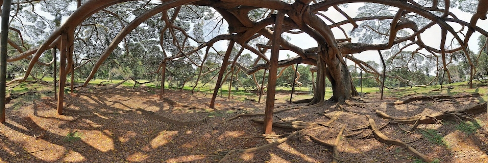 Gigantický strom